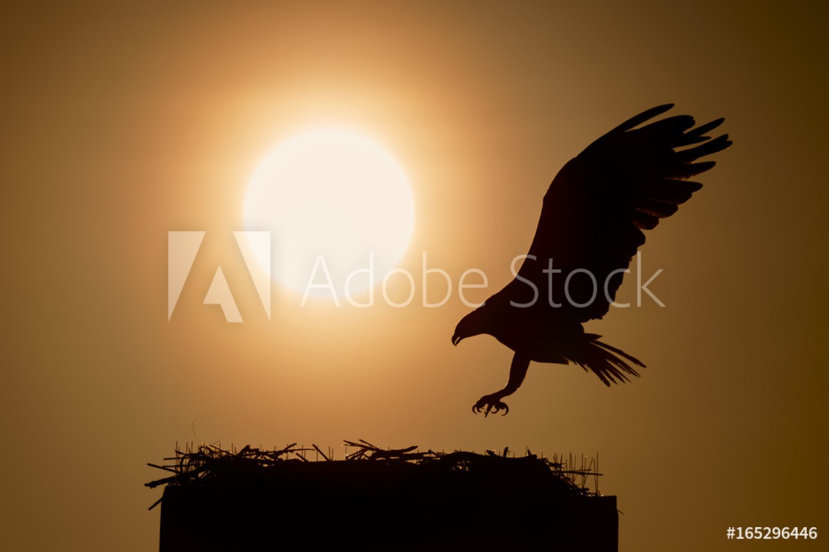 Picture of An Osprey comes in to land at a nest silhouetted against a orange morning sunrise